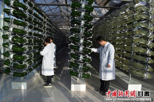 甘肅德福公司生產(chǎn)小球藻雞蛋進入深圳市場