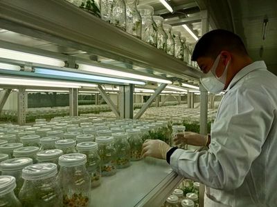 祁門(mén):中藥材繁育組培生產(chǎn)忙