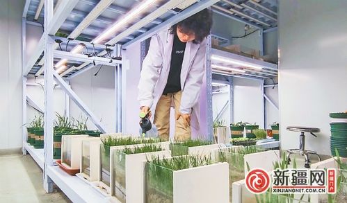 產(chǎn)業(yè)進(jìn)沙漠 沙粒可生 金 沙漠里掘 金 的烏魯木齊探索觀察