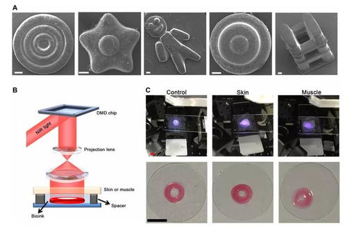 川大團(tuán)隊(duì)實(shí)現(xiàn)體內(nèi)無創(chuàng)生物3d打印,醫(yī)美手術(shù)或?qū)⒉辉?挨刀