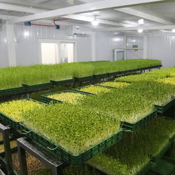 菜立方 菜立方芽苗菜 芽苗菜種植